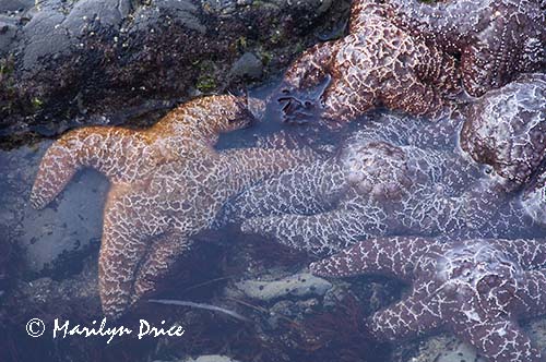 Ochre sea stars