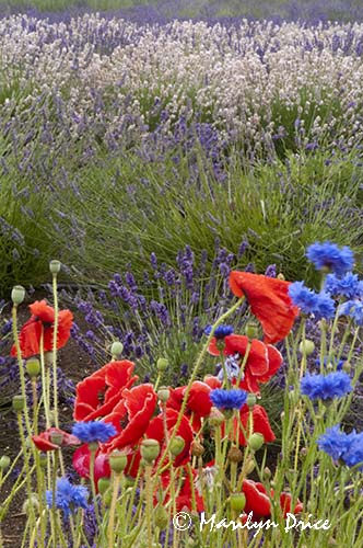 Poppies, cornflowers, and lavender, Purple Haze Lavender Farm, Sequim, WA