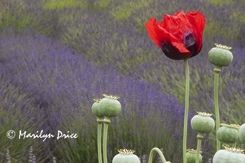 Poppies and lavender, Jardin du Soliel, Sequim, WA