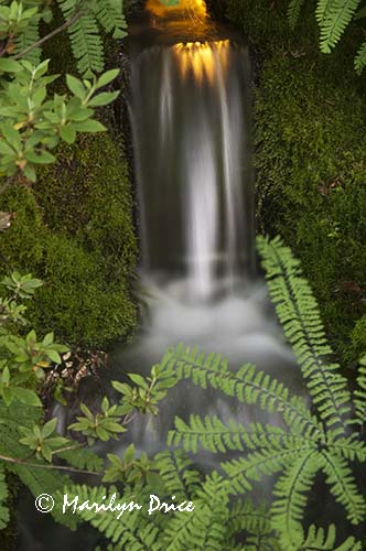 Lighted small waterfall, Japanese Gardens, Butchart Gardens, Victoria, BC