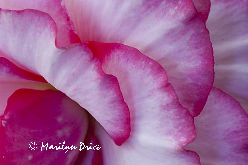 Begonia, Butchart Gardens, Victoria, BC