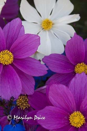Cosmos, Fisherman's Wharf, Victoia, BC