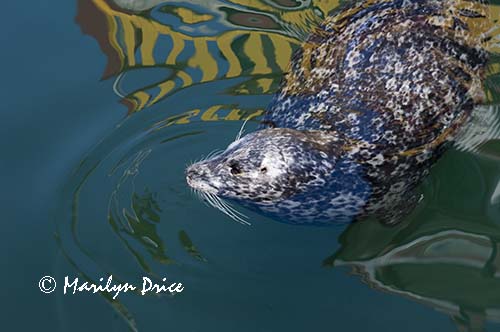 Harbor seal, Fisherman's Wharf, Victoia, BC