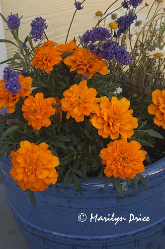 Marigolds in a blue pot, Fisherman's Wharf, Victoia, BC