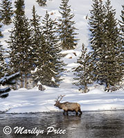 Elk, Madison River, Yellowstone National Park, WY