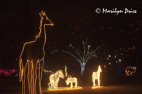 Zoo Lights at Christmas, Denver Zoo, Denver, CO