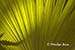 Backlit leaf