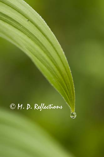Dewdrop on a false hellebore leaf