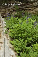 Broadleaf lupine