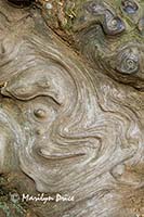 Burl