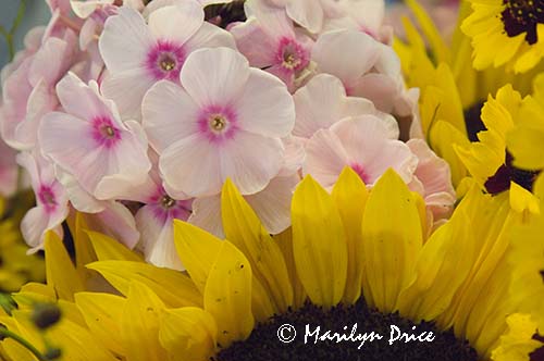 Sunflower and phlox