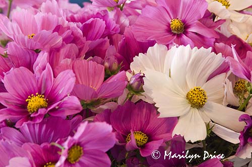 Cosmos