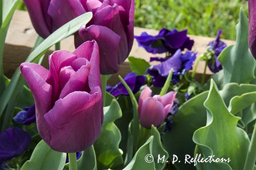 Spring flowers