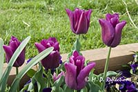 Spring flowers