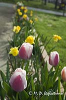 Spring flowers