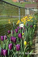 Spring flowers