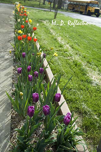 Spring flowers