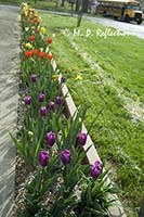 Spring flowers