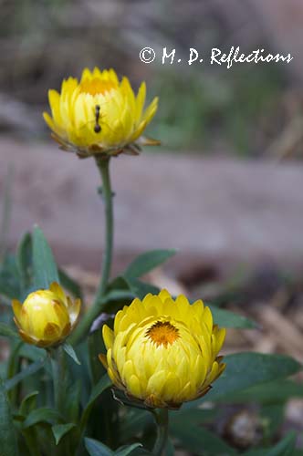 Straw flowers