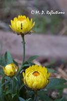 Straw flowers